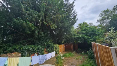 Before: Large Tree Pruning